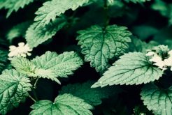 nettle-to-rinse-your-hair