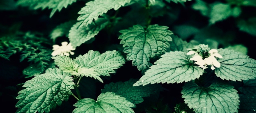 nettle-to-rinse-your-hair